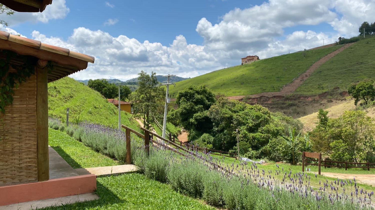 Campo de lavanda com vista para a serra