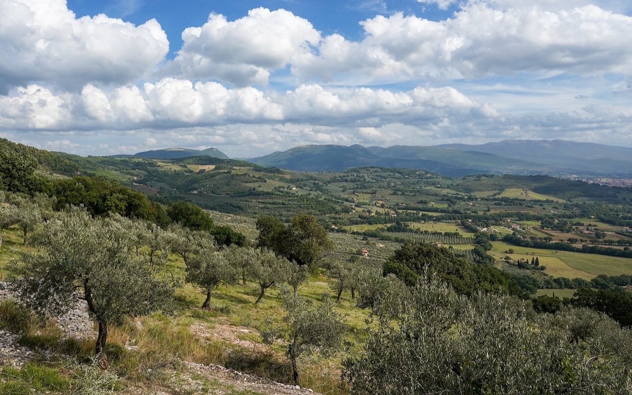 Campo de oliveiras na serra