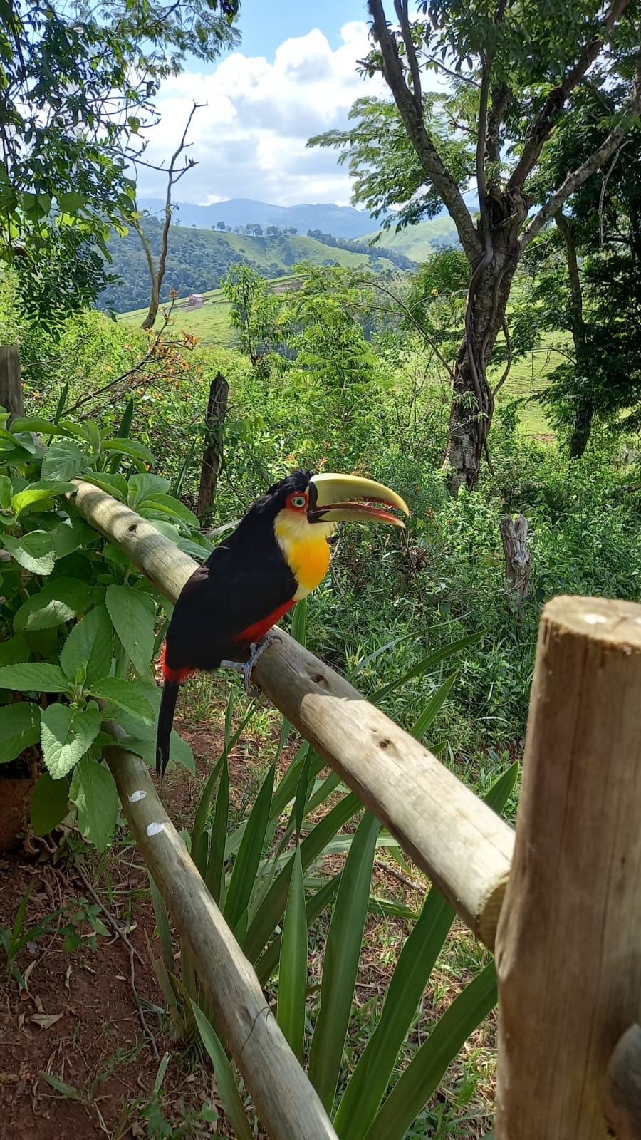 Tucano na cerca da pousada